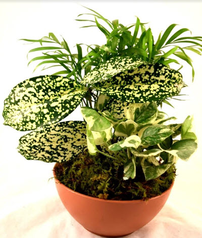 Plastic Terracotta Dishgardens
